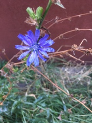 Cichorium intybus