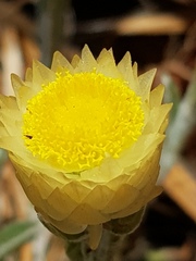 Helichrysum chionosphaerum