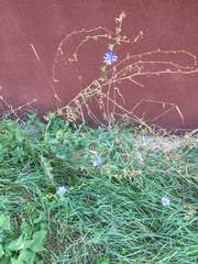 Cichorium intybus