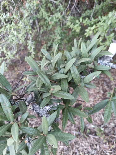 Quercus crassipes, photograph 5
