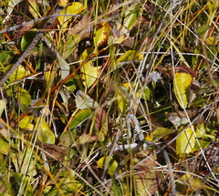 Salix fuscescens