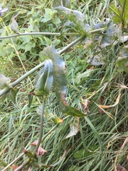 Cichorium intybus
