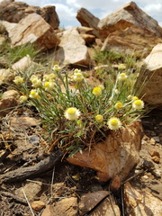 Helichrysum chionosphaerum