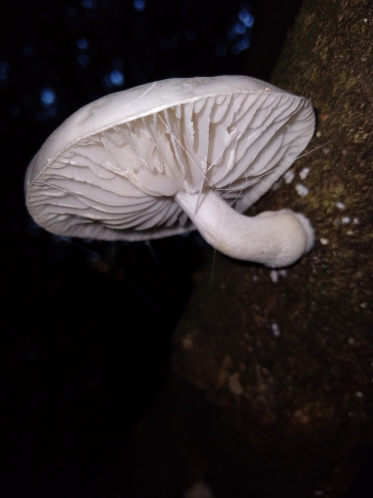 Oudemansiella australis · May 2025 · photo: © robert42956 (iNaturalist, CC)