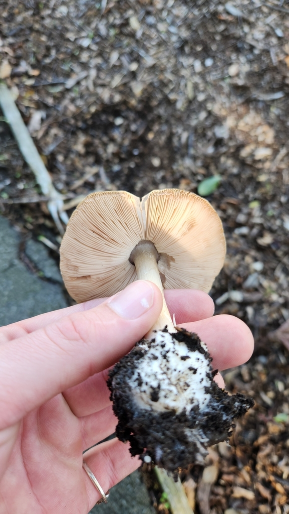 Volvopluteus gloiocephalus · May 2025 · photo: © squidney8 (iNaturalist, cc0)