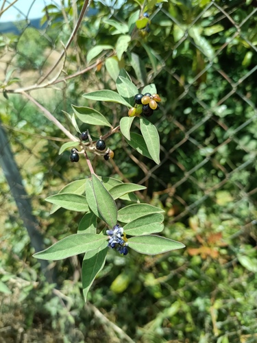 Monnina ciliolata, photograph 5