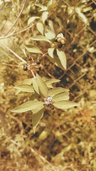 Monnina ciliolata, photograph (c) Carlos Domínguez-Rodríguez, some rights reserved (CC BY)