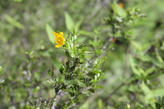 Chamaecrista greggii