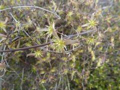 Clematis quadribracteolata