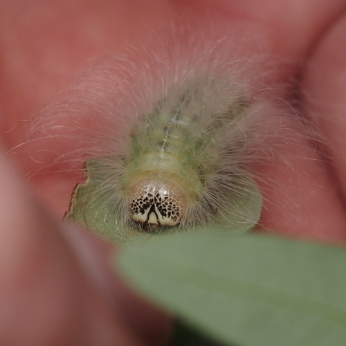 Charadra dispulsa photo 2