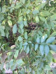 Sambucus nigra