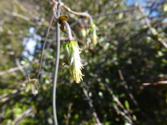 Clematis quadribracteolata