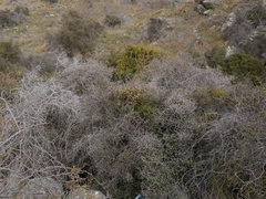 Clematis quadribracteolata