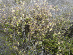 Clematis quadribracteolata