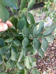 Sambucus nigra