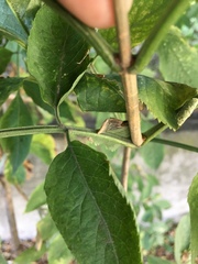 Sambucus nigra