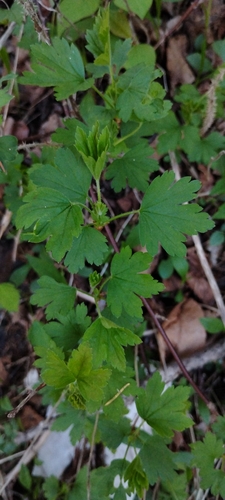 Groselha-verde