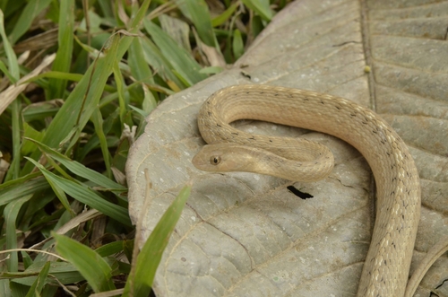 Apure Mock Viper