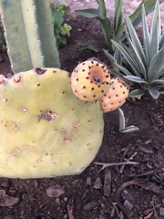 Opuntia