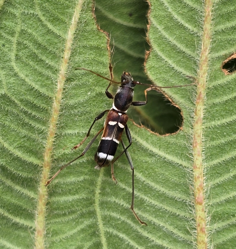 Demonax leucoscutellatus
