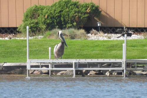 Brown Pelican photographed in Michigan