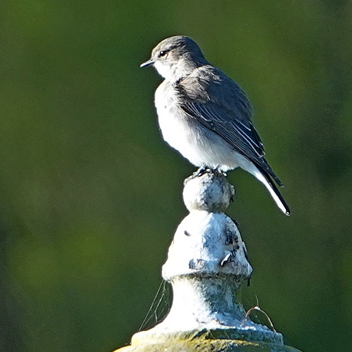 Jacky-winter (Microeca fascinans)