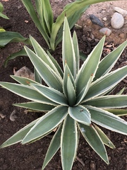 Agave