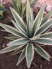 Agave