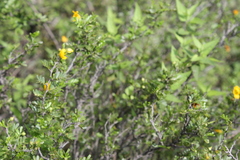 Chamaecrista greggii