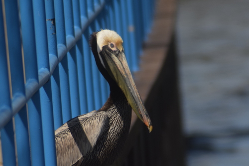 Brown Pelican photographed in Michigan