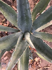 Agave