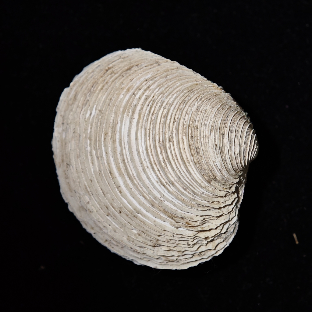 Venus albina