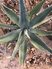 Agave