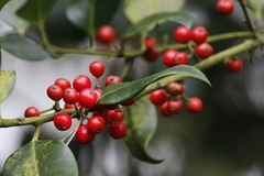 Ilex × altaclerensis