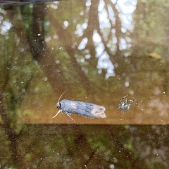 Lepidoptera
