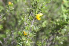 Chamaecrista greggii