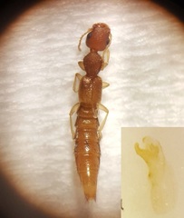 Astenus immaculatus