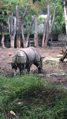 Rhinocerotidae