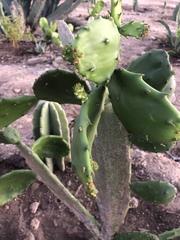 Opuntia