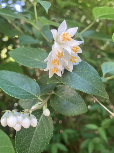 Beautiful deutzia (Deutzia pulchra)