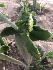 Opuntia