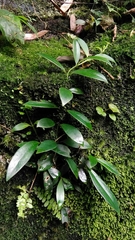 Hydrangea viburnoides