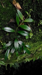 Hydrangea viburnoides