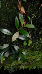 Hydrangea viburnoides