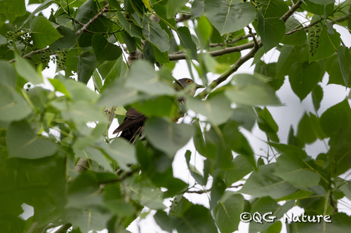 Large Hawk-Cuckoo (Hierococcyx sparverioides), photo 9