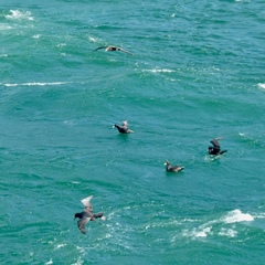 Macronectes giganteus