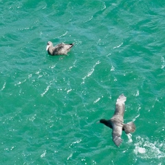 Macronectes giganteus