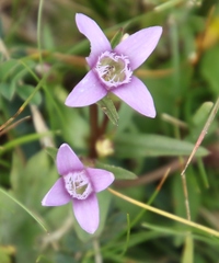 Gentianella columnae