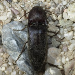 Diplostethus opacicollis