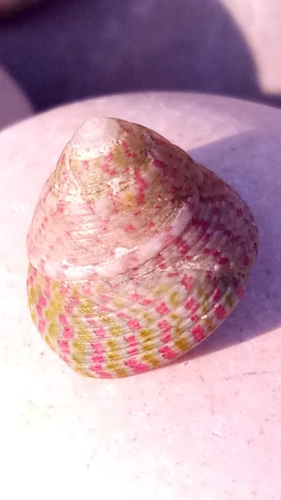 vĺčkovité (Trochidae)